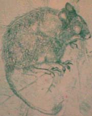 bushbaby