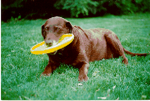 DOGGIE PIC