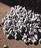 Zyklon B Pellets