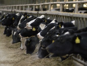 This beautiful cows are forced to live their entire lives with their necks locked into a pillory.  What would our ancestors think?