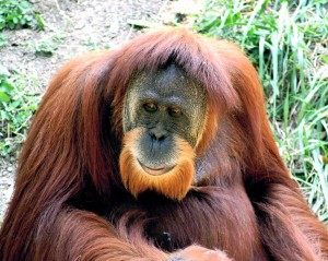 The Indonesian Orangutan, a beautiful, intelligent and good-humored creature, will soon cease to exist, due to the capitalist drive to cut its rainforests in order to plant palm to make poisonous oils to feed to obese westerners.
