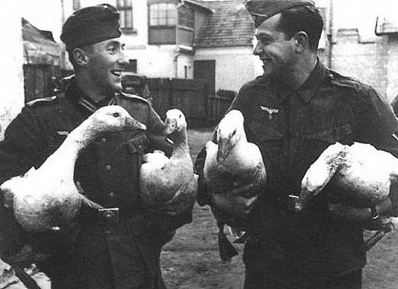Whoops!  I guess they didn't commit a war crime to get these geese after all (although the farm house behind them does look suspiciously like a homicidal gas chamber).