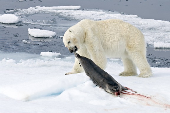 bear and seal
