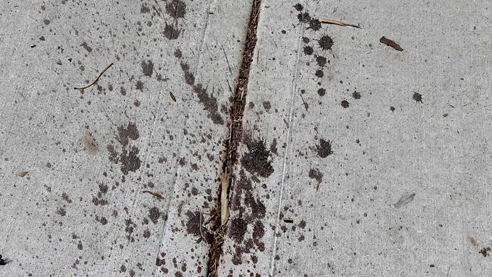 Blood on the footpath in Cranbourne.