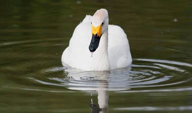 Swan_behead-466646