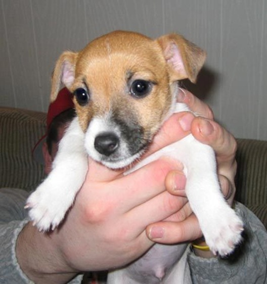 jack_russell7.jpg_w450