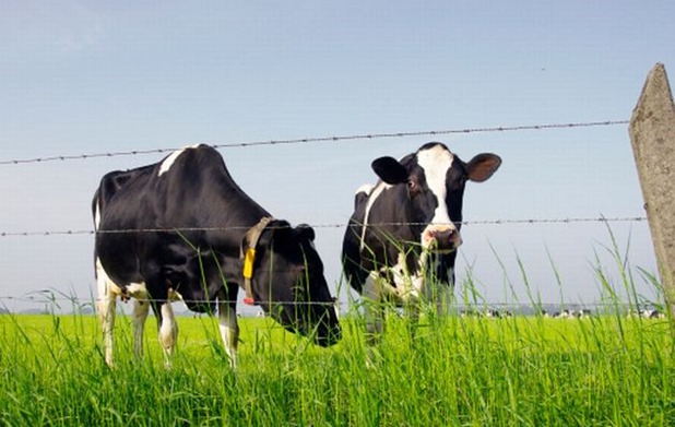 Milk farm cows