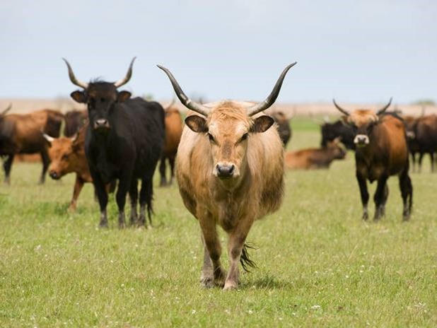 v2-HeckCows-Corb