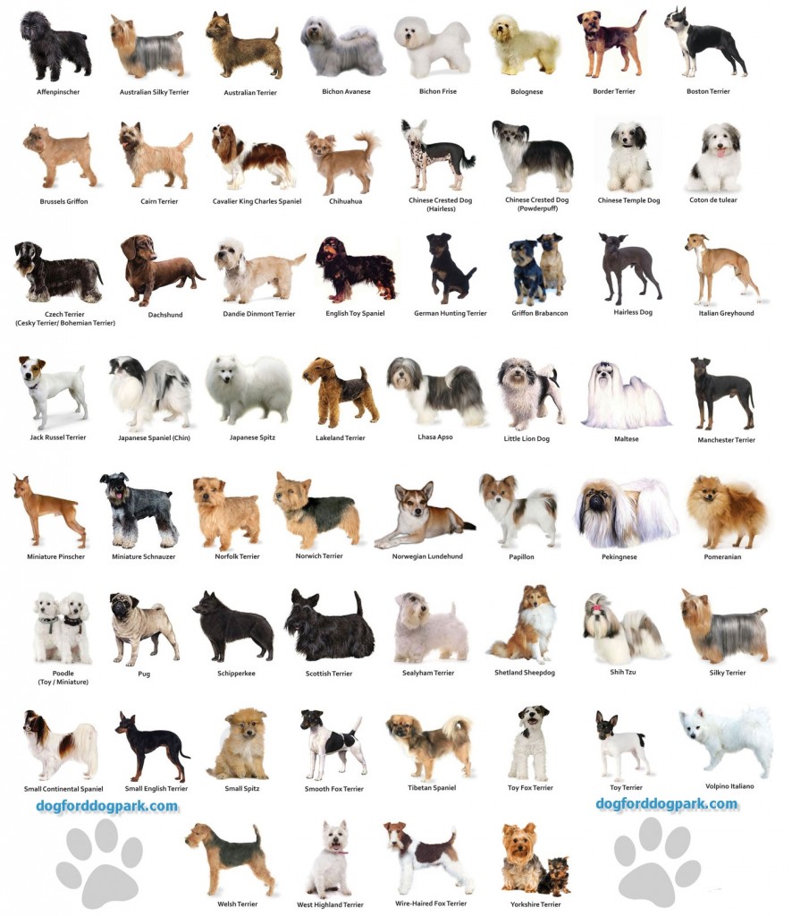 "Because I'm not a horrible person like Andrew Anglin, I don't see dog breeds.  To me, there is only one breed of dog: a now extinct European wolf."