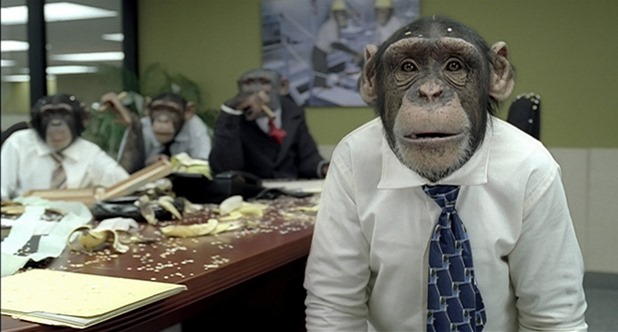 chimp