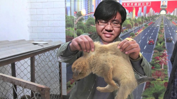 Got a problem with White Supremacists in your country? Call the chink rat. 