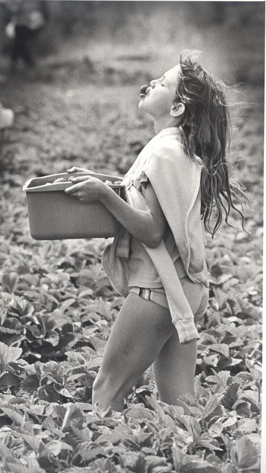 White girl picking strawberries in Richmond, 1985, just before Chinese invasion