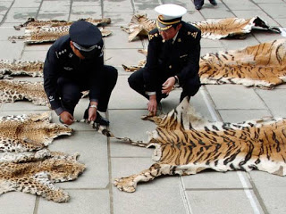 Chinese tiger slaughter tour organizer who killed endangered animals and drank their blood