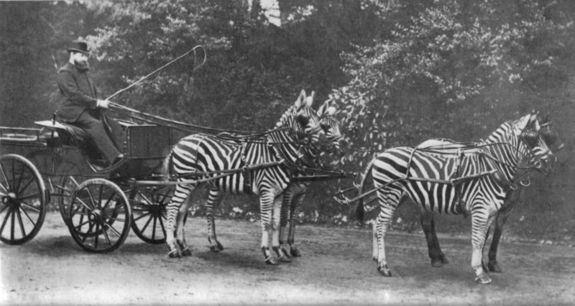 zebras-harnessed