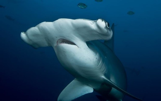 AlanStudley_Hammerhead_2