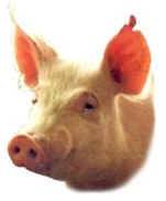 wpeDE.jpg (3470 bytes)