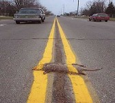 So what if it was yellow