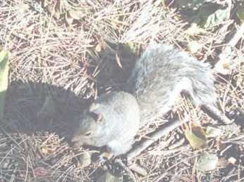 squirl1.jpg