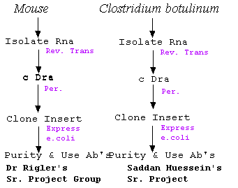 Sequence of Experiment