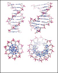 Science Image: twisted ladder of DNA