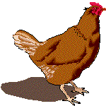 chicken