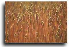 wheat field