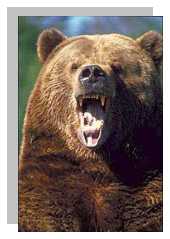 Grizzly bear photograph