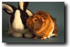 picture of rabbit and a guinea pig