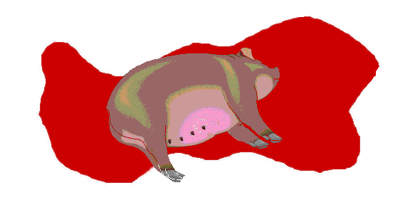 dead pig