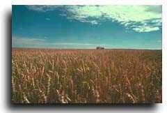 wheat field