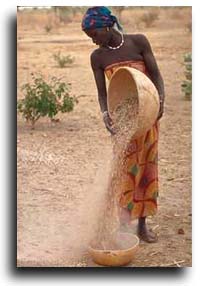 planting seeds