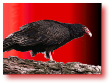 vulture