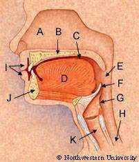 Colored drawing featuring a cross section of the human head, with a focus on the nasal cavity and structures in the neck.