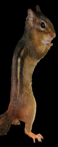 tamius striatus