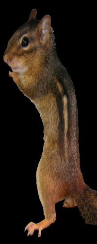 tamius striatus